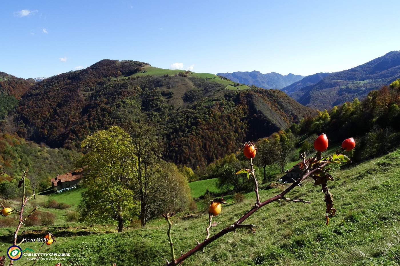 16 Rosa canina con vista in Prato Giugno.JPG